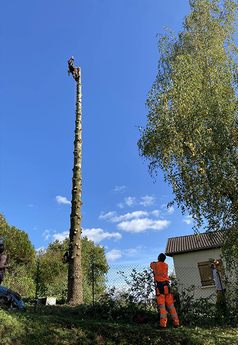 Elagage arbre Les Vallées de la Vanne, Elagage arbre Sens, Elagage arbre Yonne (89)