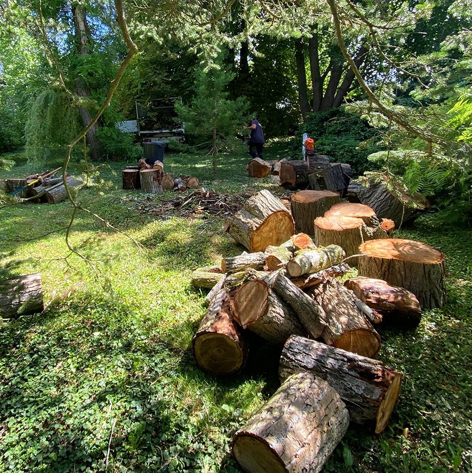 Abattage arbre Les Vallées de la Vanne, Abattage arbre Sens, Abattage arbre Yonne (89)
